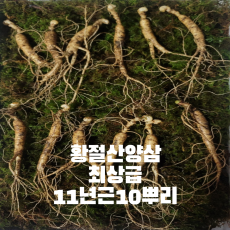 원산지:대한민국 강원도 입니다. *  산종 명작1호 최상급 산양삼 11년근 10뿌리