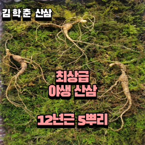 최상급 산종산양삼 12년근 5뿌리 뇌두 9마디