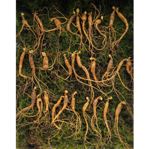 실속형 산종산양삼 8년 30뿌리  뇌두 5마디