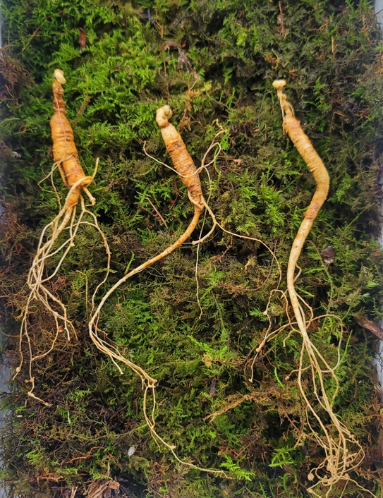 실속형 산종산양삼 8년근 3뿌리 뇌두 5마디