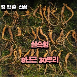 실속형 산종산양삼 8년근 30뿌리 뇌두 5마디