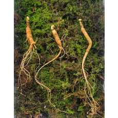 실속형 산종산양삼 8년근 3뿌리 뇌두 5마디