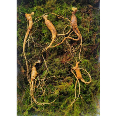 실속형 산종산양삼 8년근 5뿌리 뇌두 5마디