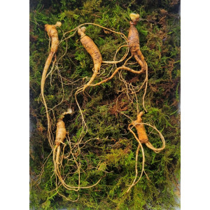 실속형 산종산양삼 8년근 5뿌리 뇌두 5마디