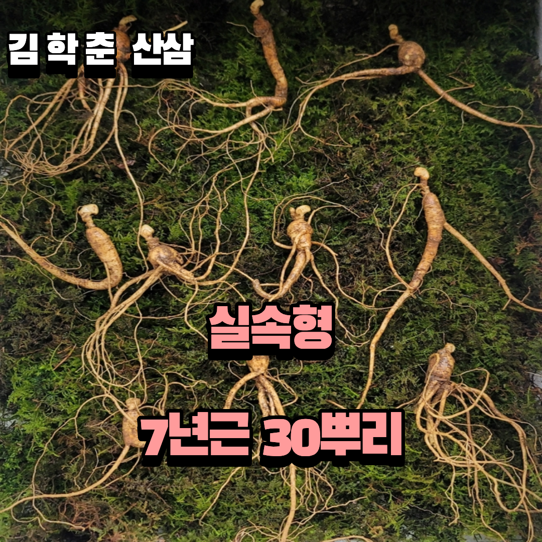 실속형 산종산양삼 7년근 30뿌리 뇌두 4마디