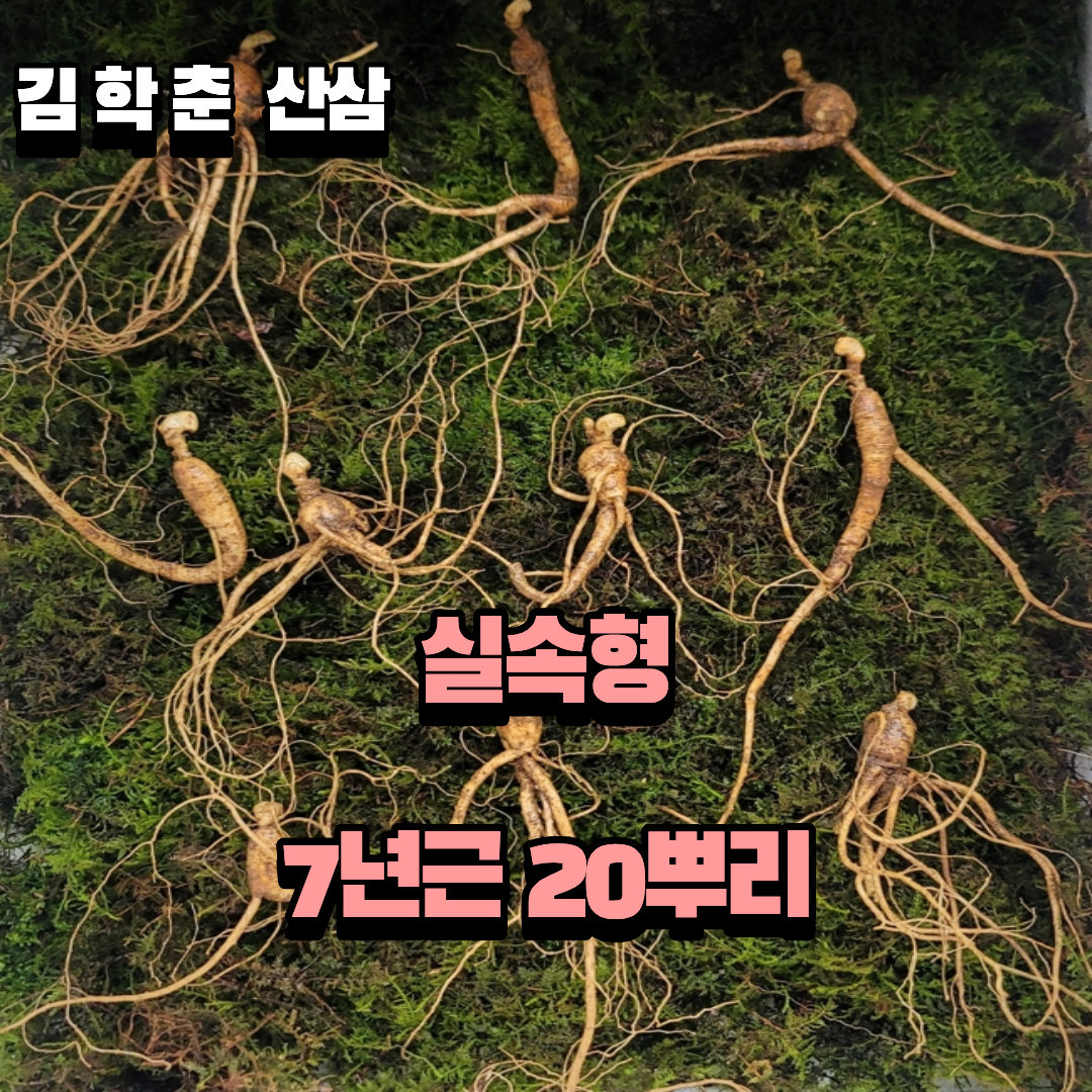 실속형 산종산양삼 7년근 20뿌리 뇌두 4마디