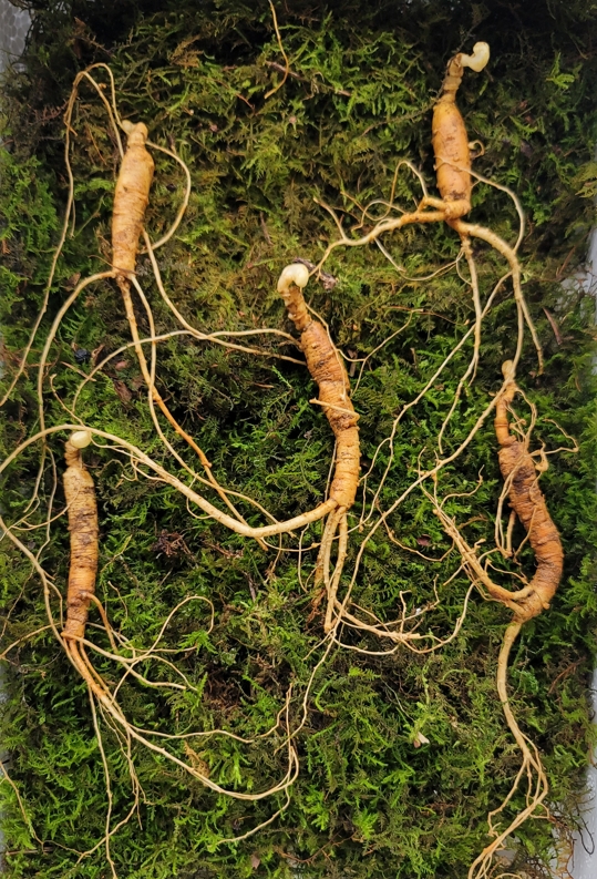 실속형 산종산양삼 7년근 5뿌리 뇌두 4마디