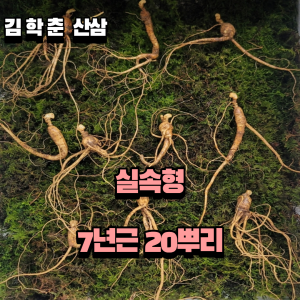 실속형 산종산양삼 7년근 20뿌리 뇌두 4마디