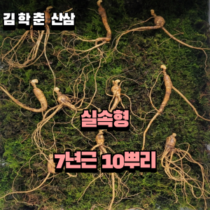 .실속형  산종산양삼 7년근 10뿌리 뇌두 4마디