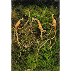 산종산양삼 최상급  7년근 3뿌리 선물용 4마디