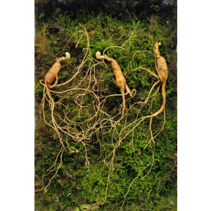 산종산양삼 최상급  7년근 3뿌리 선물용 4마디