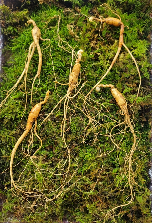 산종산양삼 최상급 7년근 5뿌리 선물용 4마디