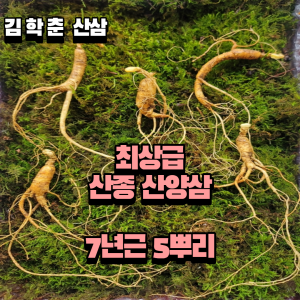 산종산양삼 최상급 7년근 5뿌리 선물용 4마디