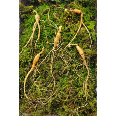 산종산양삼 최상급 7년근 5뿌리 선물용 4마디