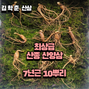 산종산양삼 최상급 7년근 10뿌리 선물용 뇌두 4마디