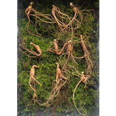 산종산양삼 최상급 7년근 10뿌리 선물용 뇌두 4마디