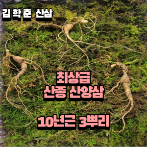 산종산양삼  최상급 10년--11년근 선물용 뇌두 7마디 3뿌리
