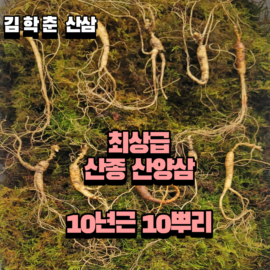 산종산양삼  최상급 산양삼 10년--11년근 10뿌리 선물용 7마디