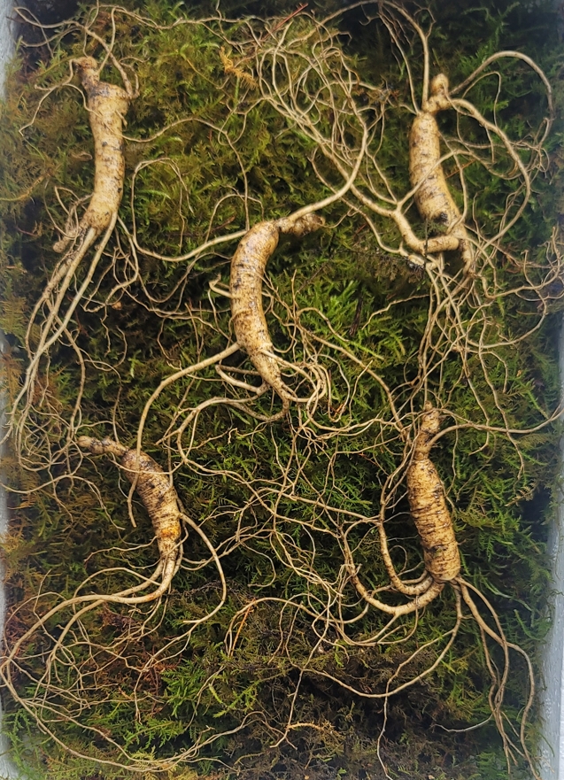 산종산양삼 최상급 8년근 5뿌리 선물용 뇌두 5마디