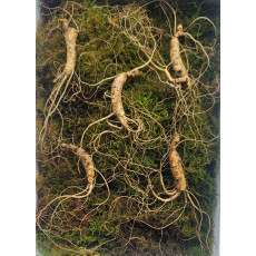 산종산양삼 최상급 8년근 5뿌리 선물용 뇌두 5마디