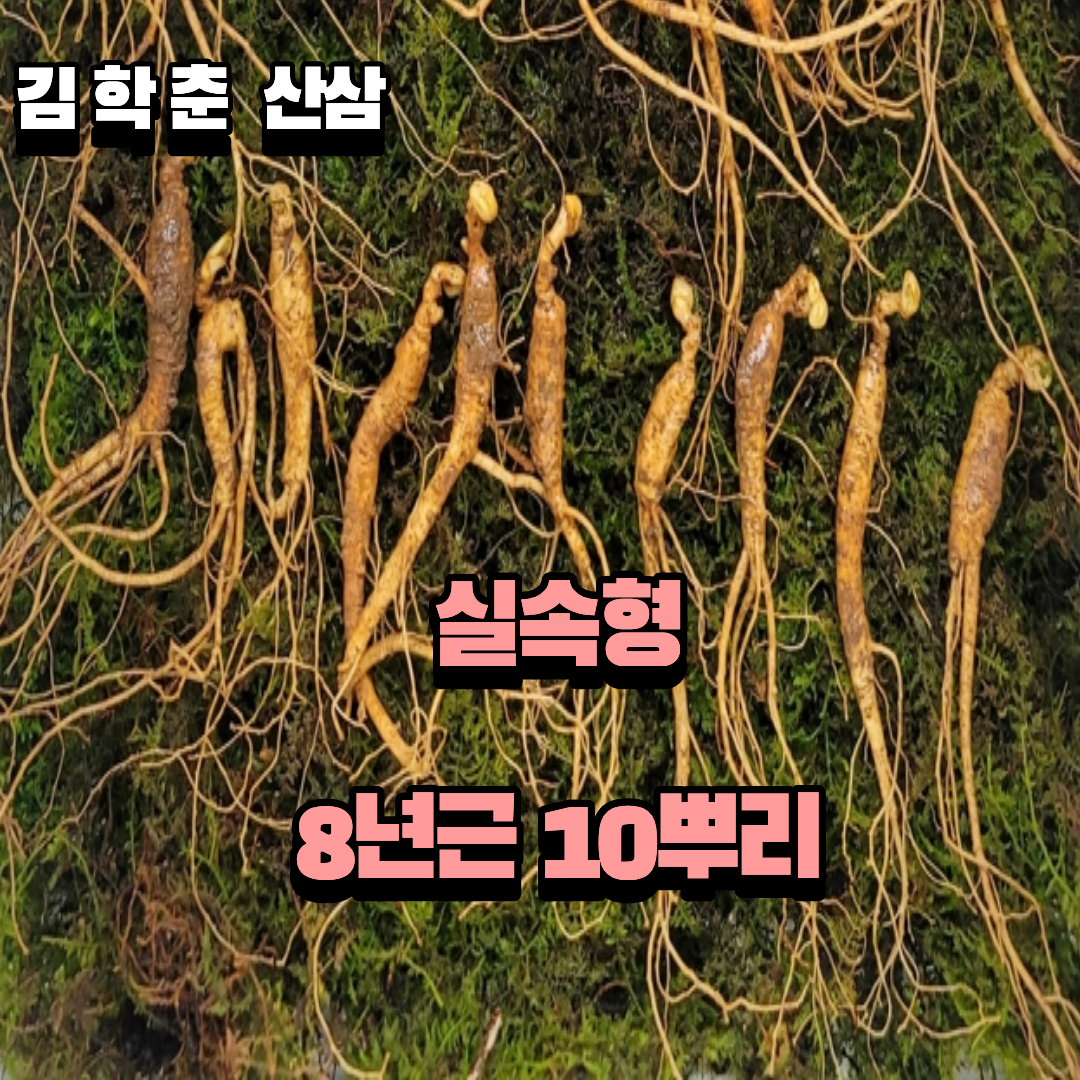 실속형 산종 산양삼 8년근 10뿌리 뇌두 5마디