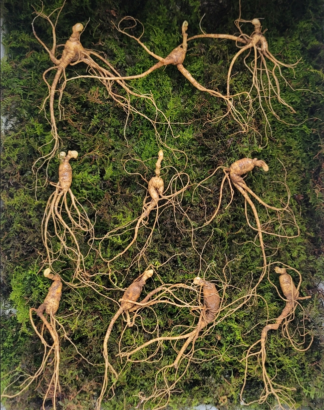 실속형 산종 산양삼 8년근 10뿌리 뇌두 5마디