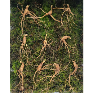 실속형 산종 산양삼 8년근 10뿌리 뇌두 5마디