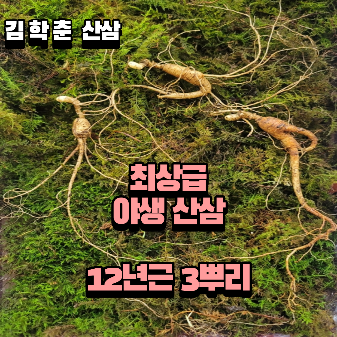 산종산양삼 최상급 12년근 3뿌리 선물용 9마디
