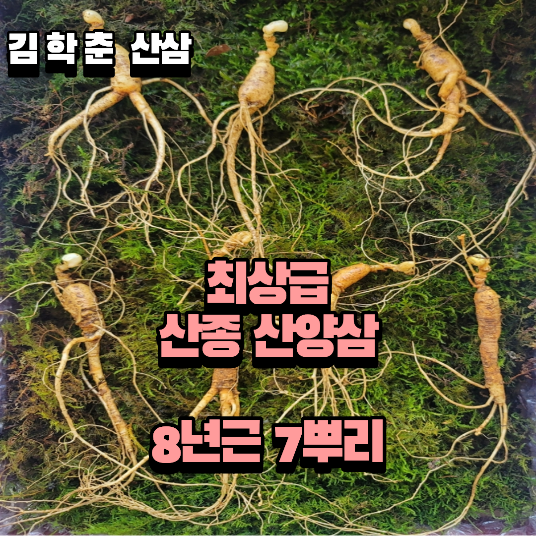 산종 산양삼 최상급  8년근 7뿌리 선물용 5마디