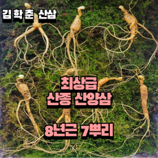 산종 산양삼 최상급  8년근 7뿌리 선물용 5마디