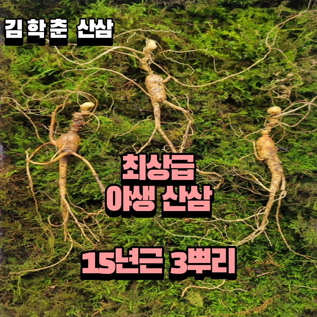 야생산삼 최상급 15년근 3뿌리 선물용 뇌두 12마디