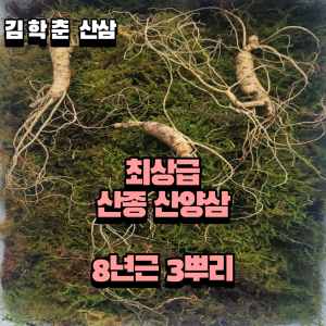 산종산양삼 최상급  8년근 3뿌리 선물용 뇌두 5마디