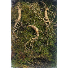 산종산양삼 최상급  8년근 3뿌리 선물용 뇌두 5마디