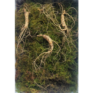 산종산양삼 최상급  8년근 3뿌리 선물용 뇌두 5마디