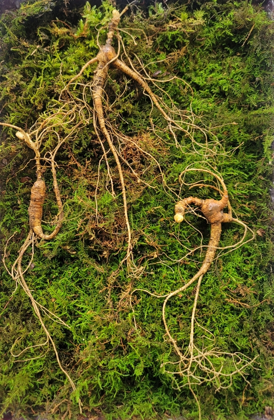 야생삼 최상급 18년근 3뿌리 선물용 뇌두 15마디 (향이 우수합니다.)