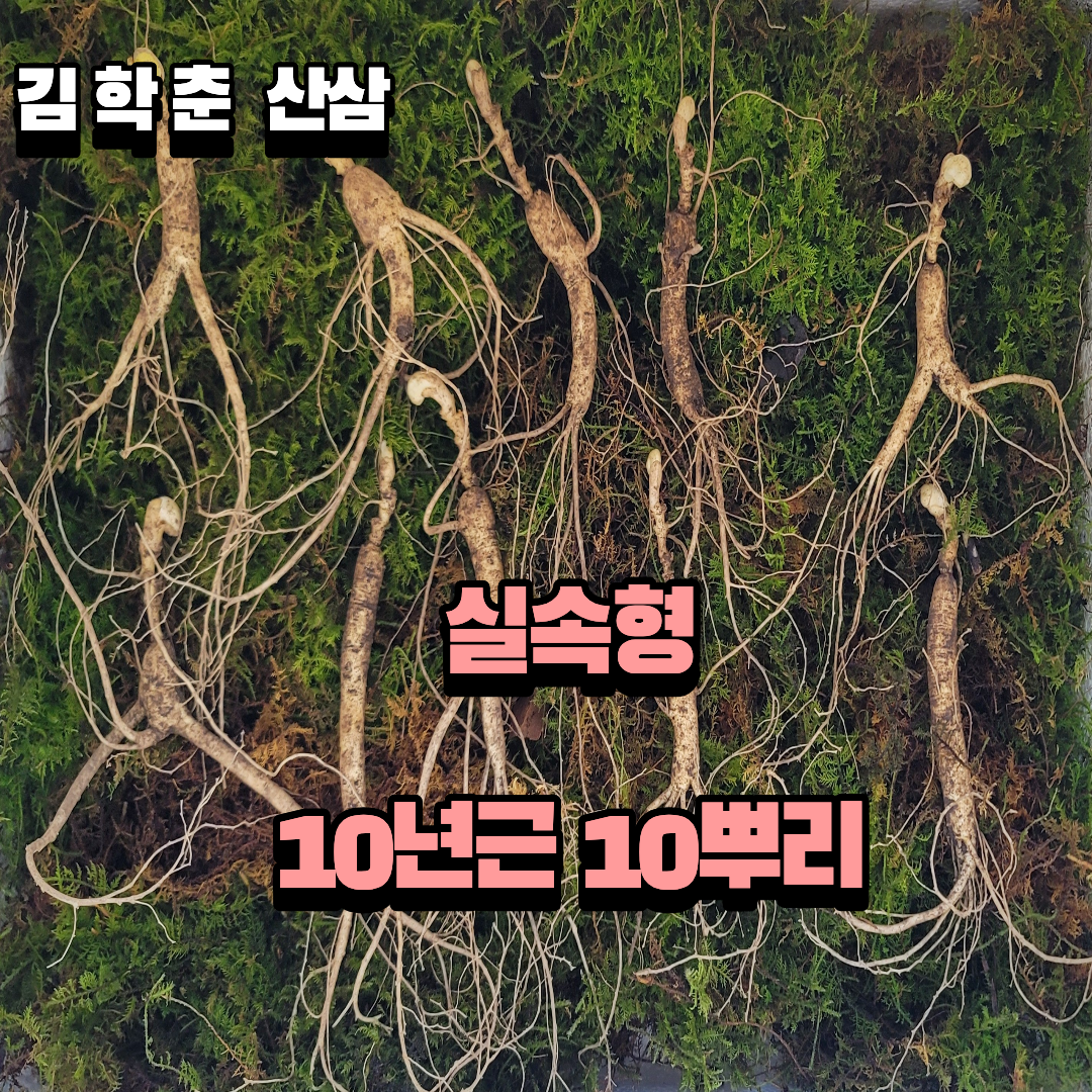 실속형 산종산양삼 10년근10뿌리 뇌두 7마디