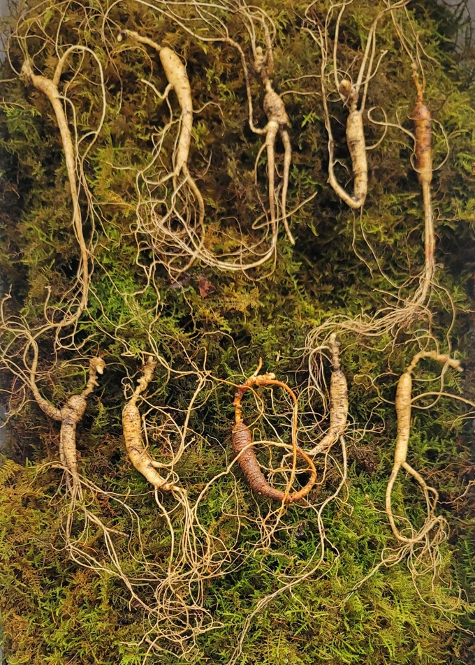 실속형 산종산양삼 10년근10뿌리 뇌두 7마디