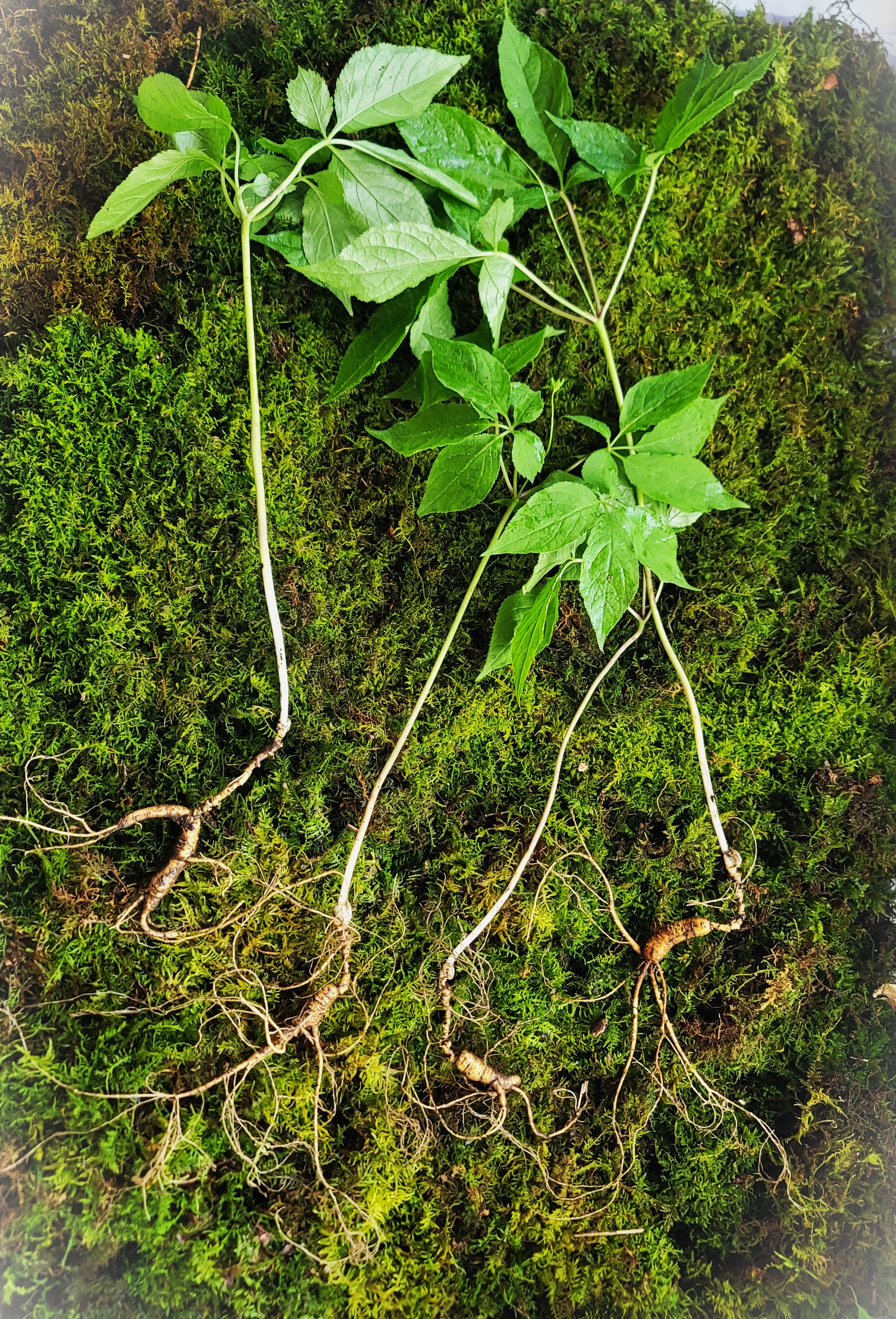 대한민국 산삼 4뿌리(판매 완료)