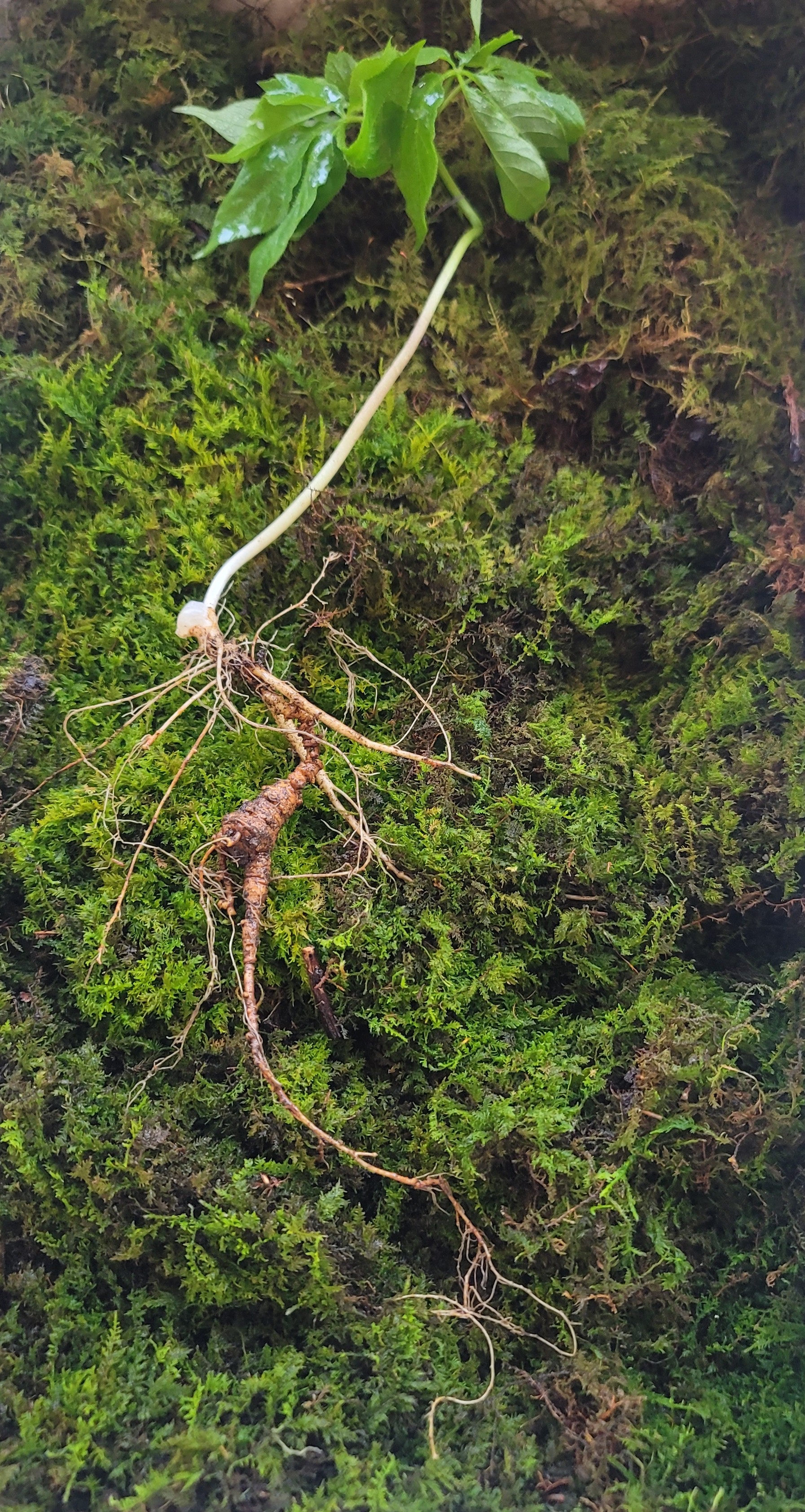 대한민국 산삼 이렇게 생겼습니다. 25년 추정 8뿌리(판매 완료)