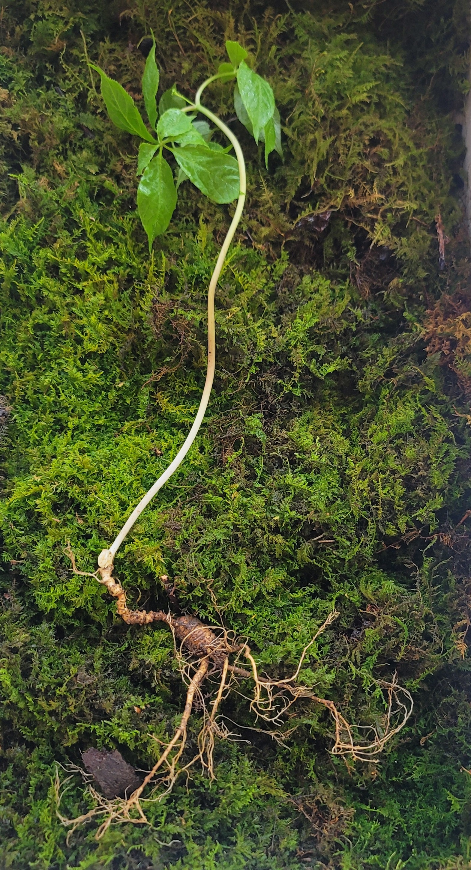 대한민국 산삼 이렇게 생겼습니다. 25년 추정 8뿌리(판매 완료)