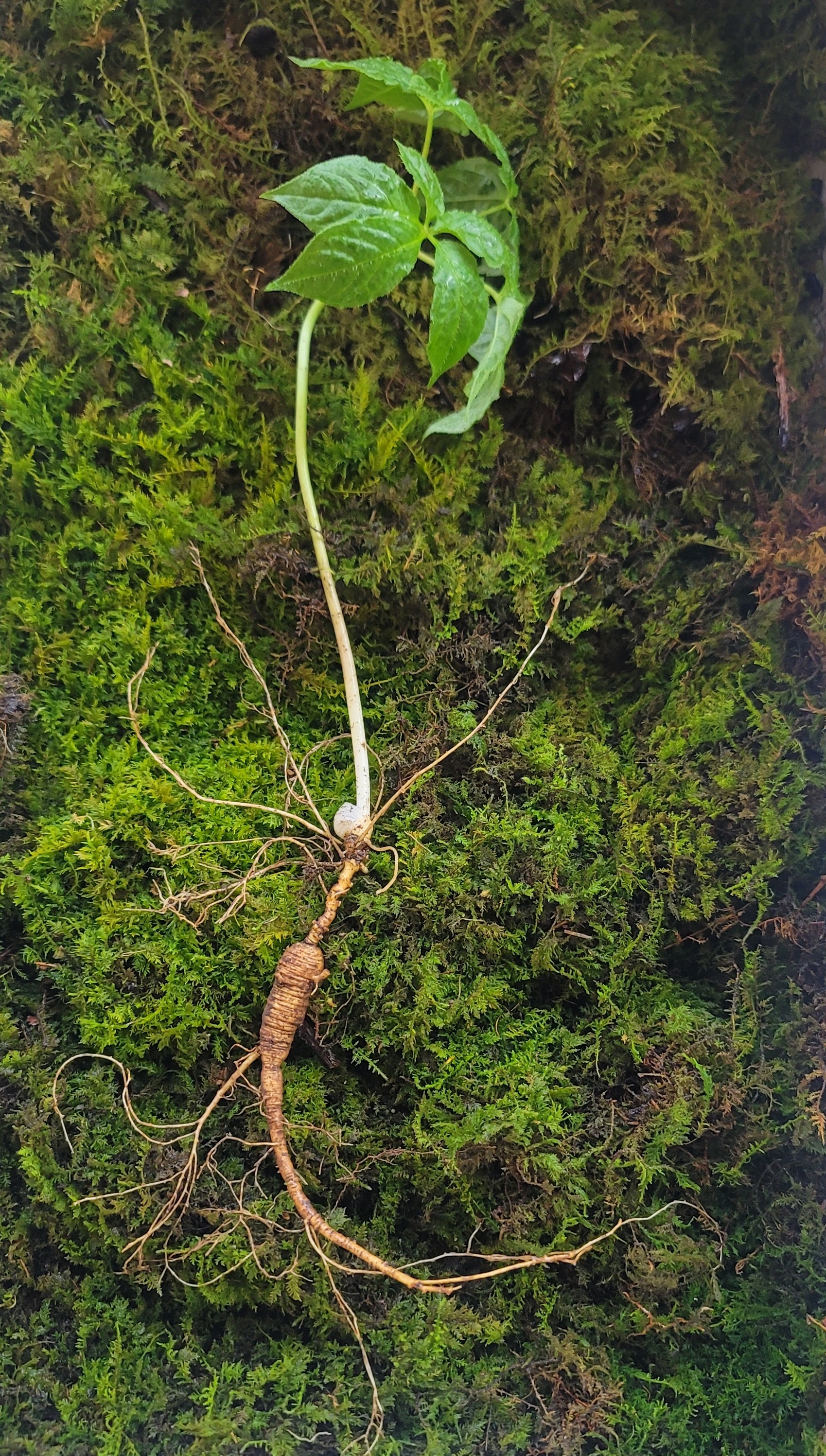 대한민국 산삼 이렇게 생겼습니다. 25년 추정 8뿌리(판매 완료)