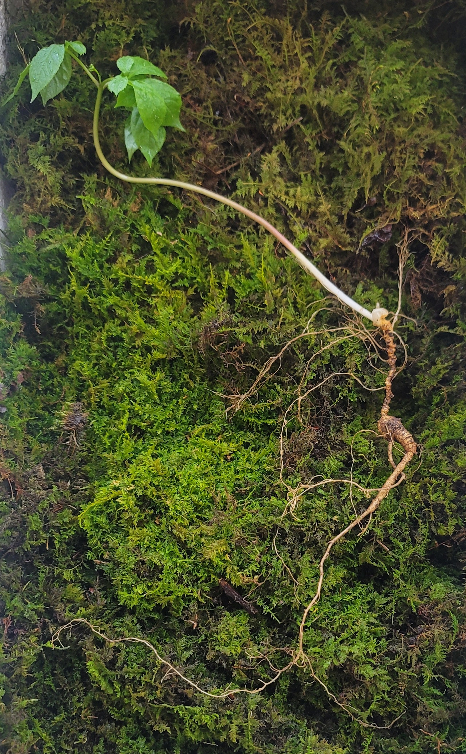 대한민국 산삼 이렇게 생겼습니다. 25년 추정 8뿌리(판매 완료)