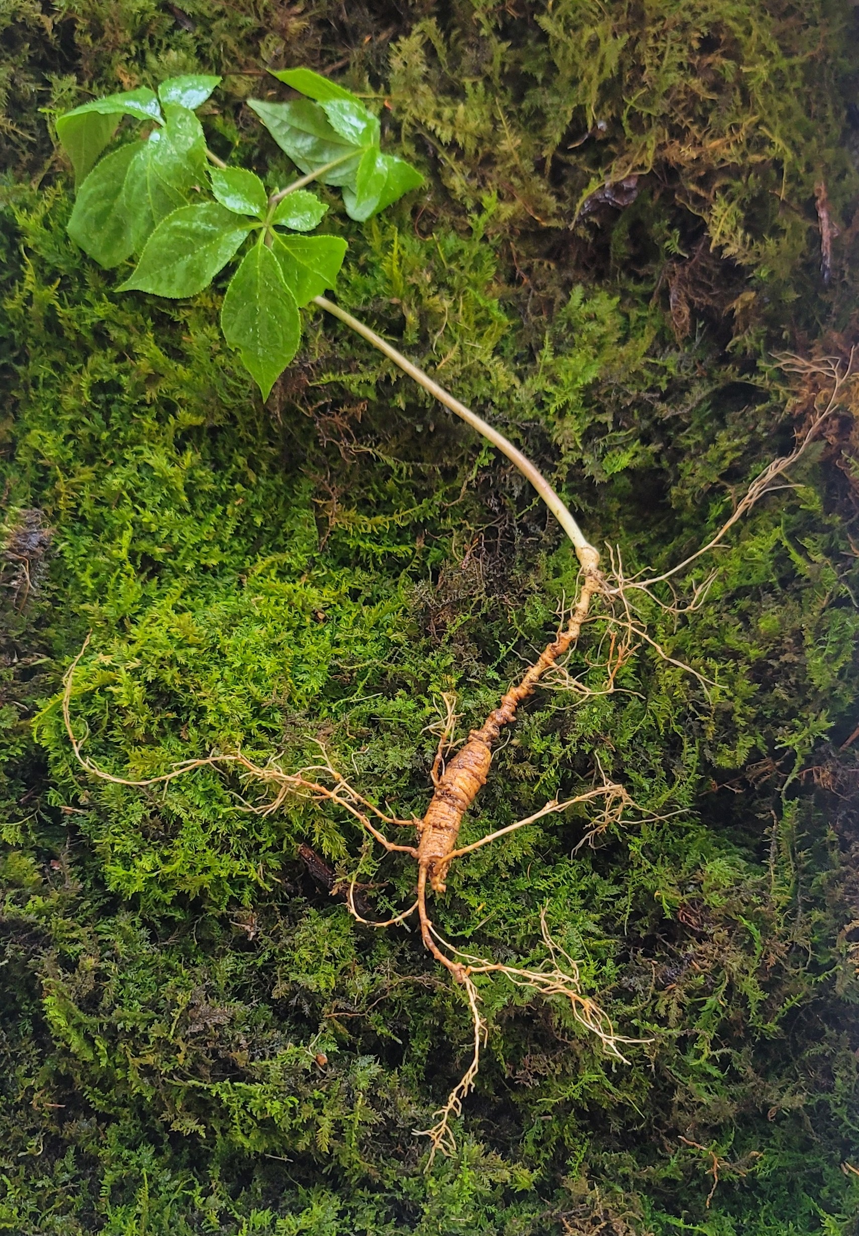 대한민국 산삼 이렇게 생겼습니다. 25년 추정 8뿌리(판매 완료)