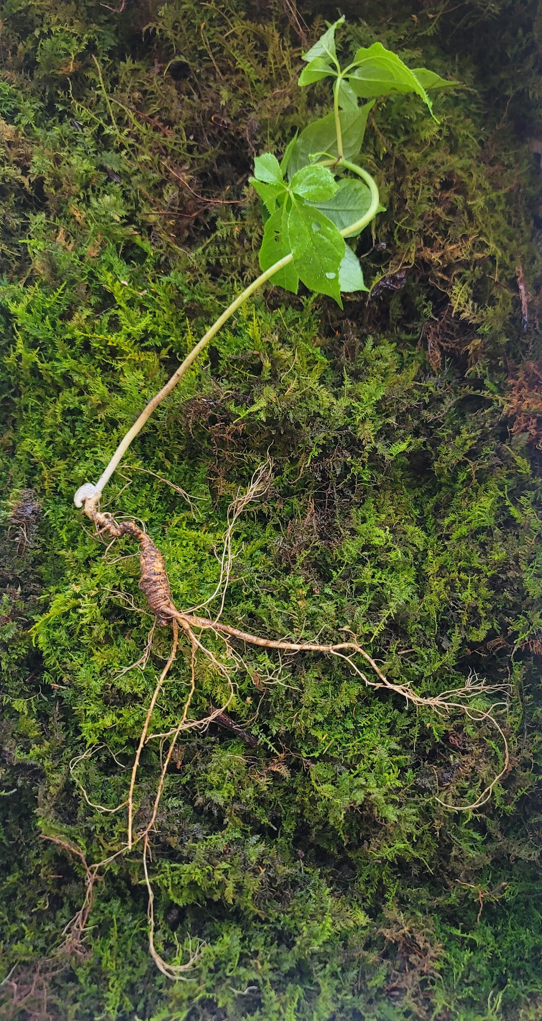 대한민국 산삼 이렇게 생겼습니다. 25년 추정 8뿌리(판매 완료)