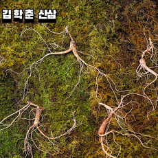 대한민국 산삼 이렇게 생겼습니다. 17년이상 추정 5뿌리