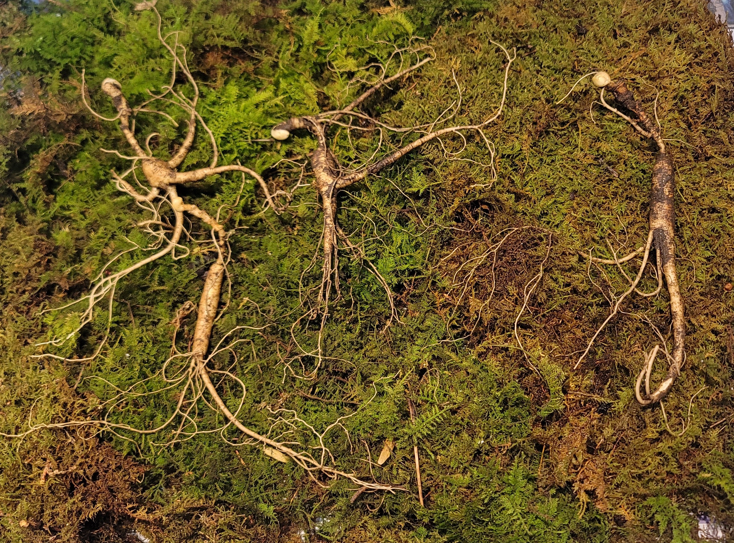 대관령 야생산삼 25년추정 4뿌리