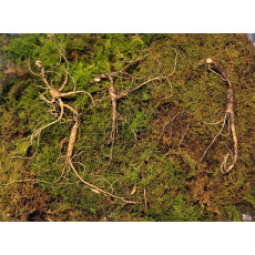 대관령 야생산삼 25년추정 4뿌리