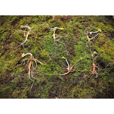 대관령 야생산삼 25년추정 4뿌리