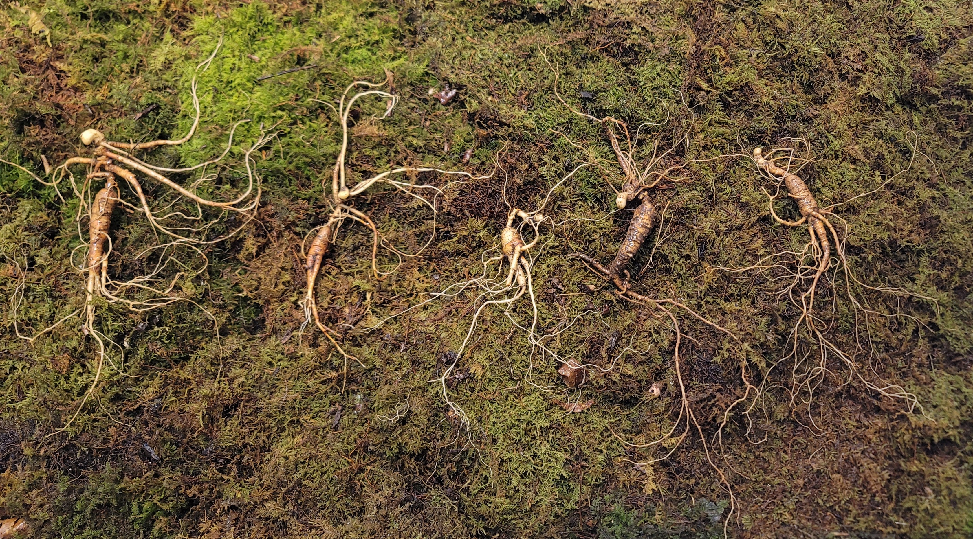 대관령 야생산삼 25년이상추정 5 뿌리
