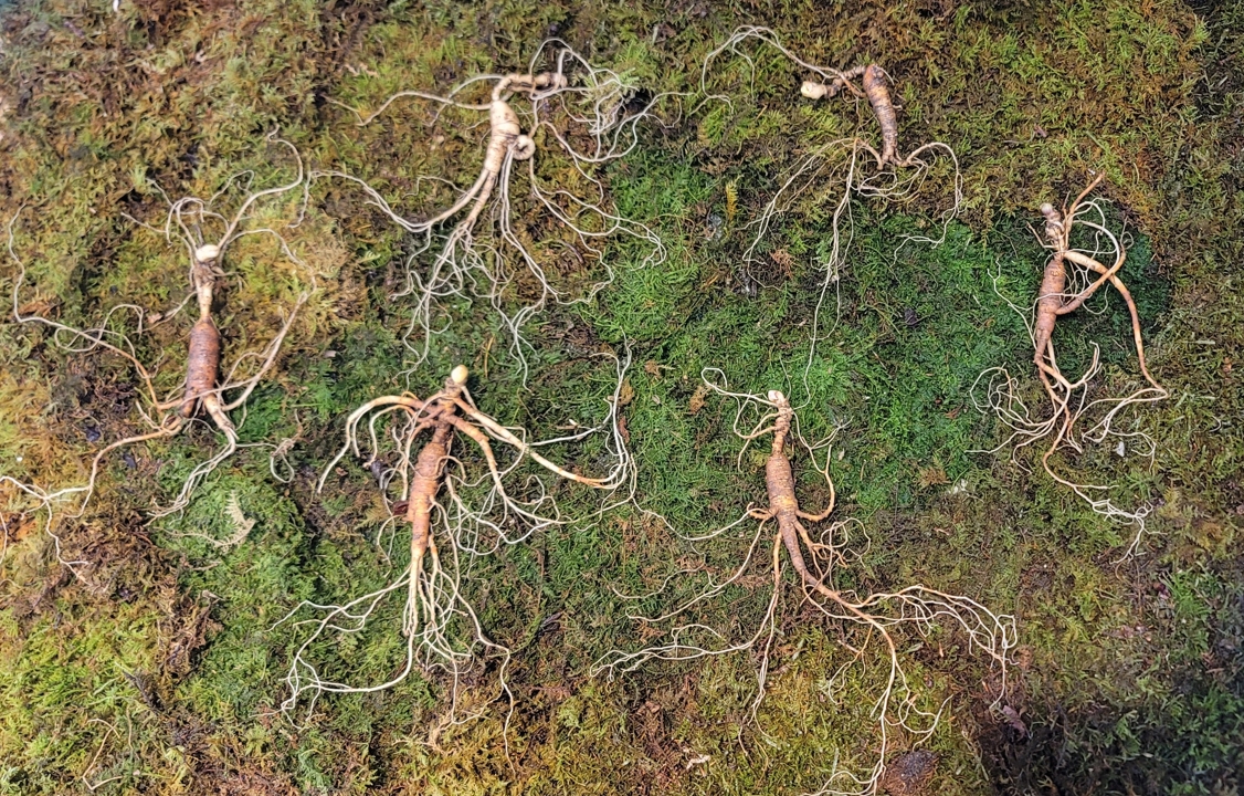 대관령 야생산삼 25년이상추정 6 뿌리